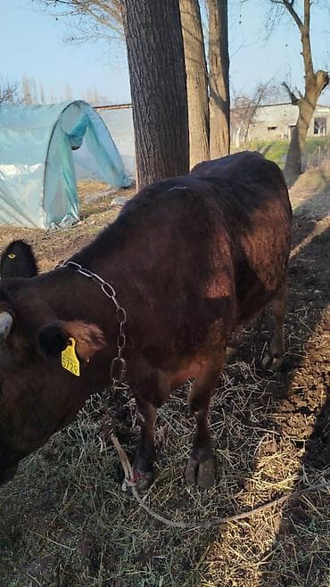 красная степная: Продаю | Корова (самка) | Стельные, Привязанные — 4