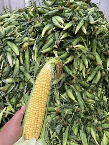 Кукуруза Оптом