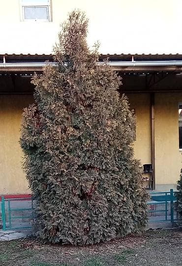 свечи новогодние: Ель голубая (Picea pungens, сорт «Blue Spruce») для озеленения — 7