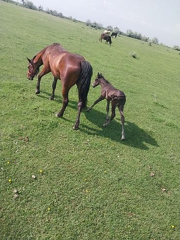 продаю кунан: Продаю | Кобыла (самка) | Для разведения — 2