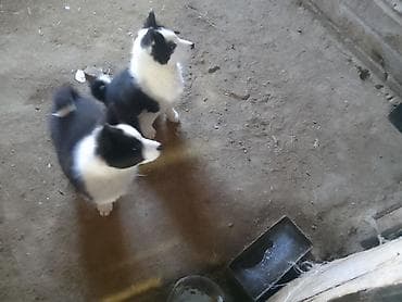 белый маленькие собаки цена: Представляем двух очаровательных щенков с черно-белым окрасом — 4