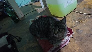 сиямский кошка: Домашний кот-полосатик - Окрас: классический тигровый табби — 1