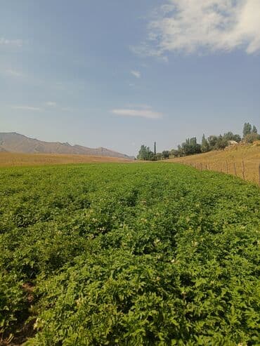 мешки 50 кг: Картошка Джелли, Оптом — 6