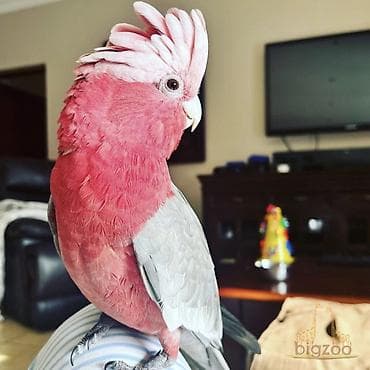 купить насекомых для корма: Розовые какаду (Galah, Eolophus roseicapilla) Продаю птенца ! 2 — 3
