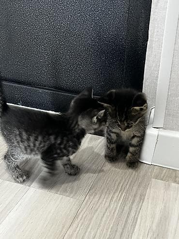 отдам породистых котят: Котёнок тигрового окраса. продаются обои один мальчик вторая девочка — 8
