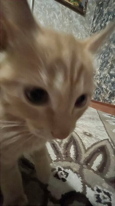 отдам кошечку в добрые руки: 4 месяца, Девочка, Проглистована — 6