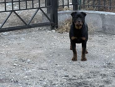 Ротвейлер, 8 месяцев, Самец