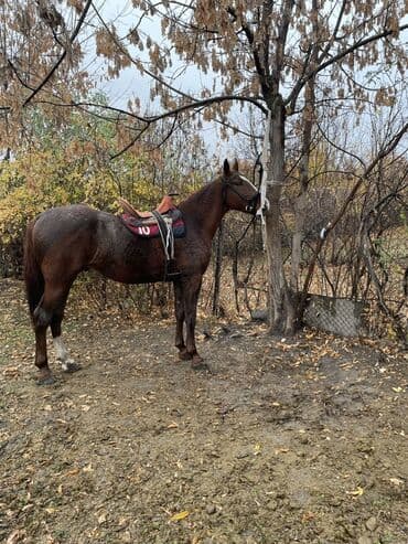объявления о продаже собак: Продаю | Кобыла (самка) | Конный спорт — 3