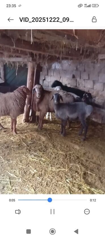 Ветеринар кызматы: Сатам | Ургаачы кой (ургаачы) | Көбөйтүү үчүн — 1