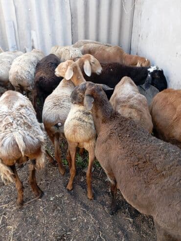 кошки манчкин: Продаю | Овца (самка) | Для разведения — 1