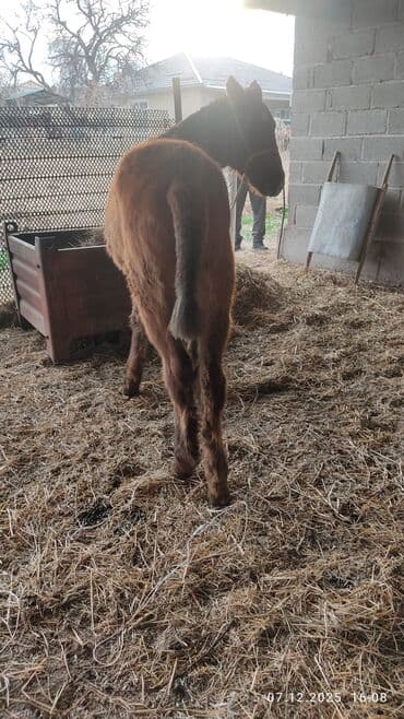 продажа домашних животных: Продаю | Жеребенок | Конный спорт — 6