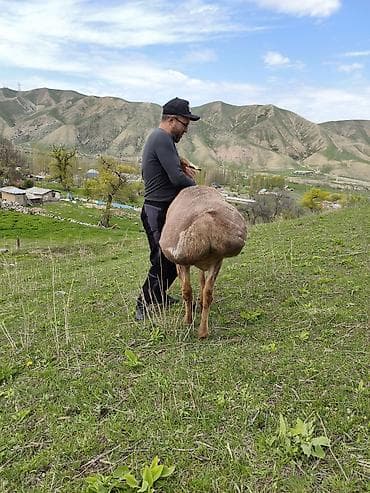 кичинекей мышык: Сатам | Кочкор (эркек) | Көбөйтүү үчүн | Асыл тукумдуу — 3