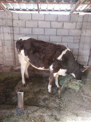 собака доберман сколько стоит: Продаю | Корова (самка) | Привязанные — 1