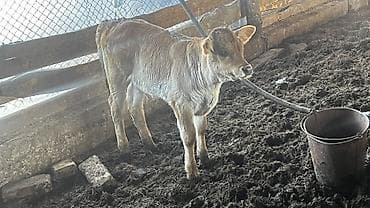 ангус тёлки: Продаю | Музоо, торпок | Швицкая | Для разведения — 2