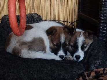 мопс щенок цена: Собака даром: Дворняжка, 2 месяца, Самка — 3