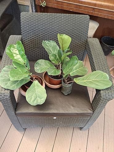 Фикус лировидный (Ficus lyrata), молодые растения в горшках. -