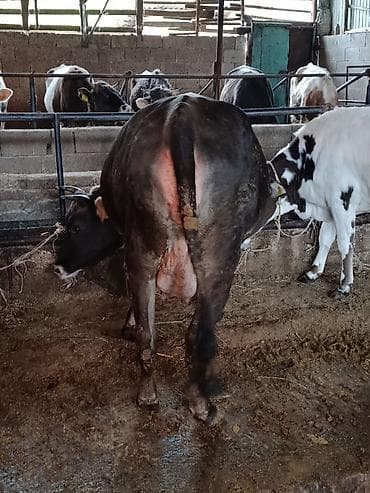 фландр купить: Продаю | Корова (самка) | Швицкая | Для разведения | Племенные — 8