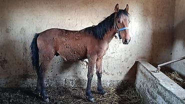 лошади токмок: Продаю | Жеребец | Конный спорт — 1