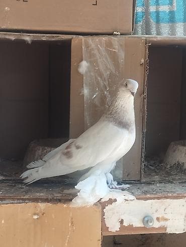 Голубь самец бусый племенной 3 года at lalafo.kg Голубь самец бусый племенной 3 года