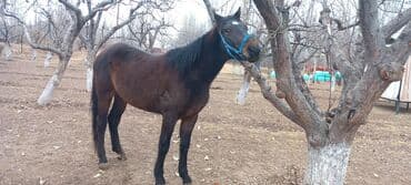 продажа домашних животных: Продаю | Конь (самец) | Полукровка | Рабочий — 2