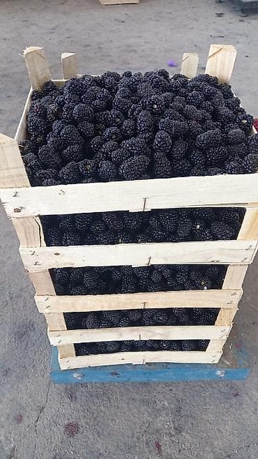 варенья: Саженцы ежевики сорта Loch Ness (Лох Несс) - Безшипный сорт: сбор — 2