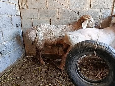 манеж для котят: Продаю | Баран (самец) | Арашан — 2