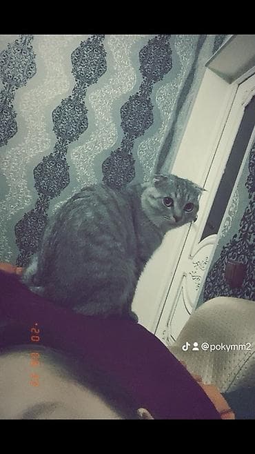 Аквариумдар: Скотиш Фолд (Шотландиялык шалпаң кулак), 1 жаш, Эркек, Боз — 1