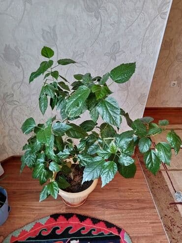 роза в горшке купить: Продаётся домашнее, декоративное,большое растение "КИТАЙСКАЯ РОЗА" — 1