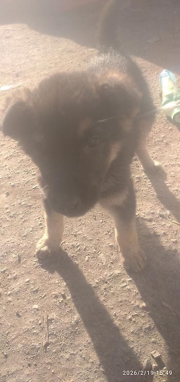 Восточноевропейская овчарка, 2 месяца, Самка — 3