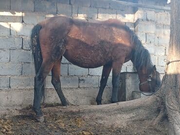 племенные коровы молочные купить: Продаю | Кобыла (самка) | Рабочий | Племенные — 3