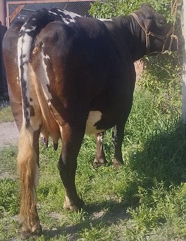 поставщики кормов для животных бишкек: Продаю | Корова (самка) | Полукровка, Алатауская | Для разведения, Для молока | Осеменитель, Стельные, Искусственник — 4