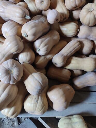 Грызуны: Продаю бычка породистие смесь голштин семинтал возраст 1 5 год можно — 6