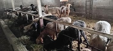 декларативный кролик: Продаю | Баран (самец) | Для разведения — 2