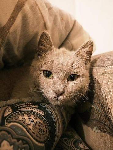 Мышык бекер берем: 5 айлык, Ургаачы, Лотокко барууга үйрөтүлгөн — 3