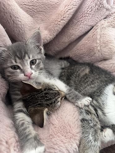 животные кошки: Котята, отдам в хорошие и золотые руки😉 Описание: - Милые полосатые и — 2