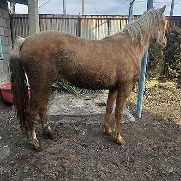 лошадь айгыр: Продаю | Кобыла (самка) | Для разведения | Племенные — 2