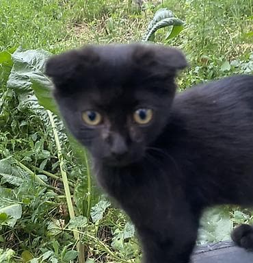 гималайская кошка: Кошка даром: Скотиш Фолд (Шотландская вислоухая), 2 месяца, Девочка, Приучена к лотку — 1