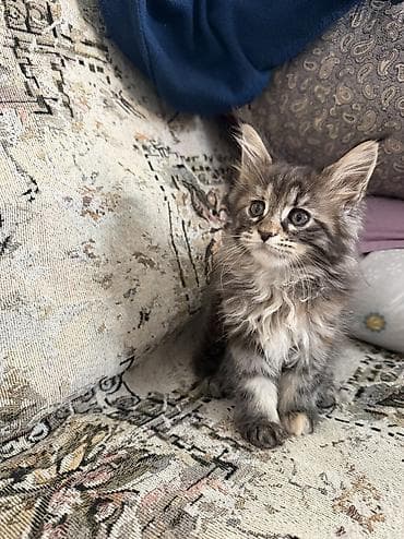 Продажа кошек: 2 месяца, Мальчик — 10
