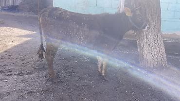 калифорния черви: Продаю | Корова (самка) | Швицкая | Для разведения, Для молока — 5