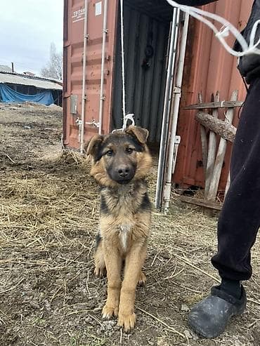 Аквариумдар: Немис овчаркасы, 4 айлык, Ургаачы, Эмделген — 3