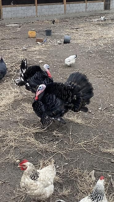 скупка животных: Продаю | Индюк (самец), Индюшка (самка) | Для разведения | Племенные — 1