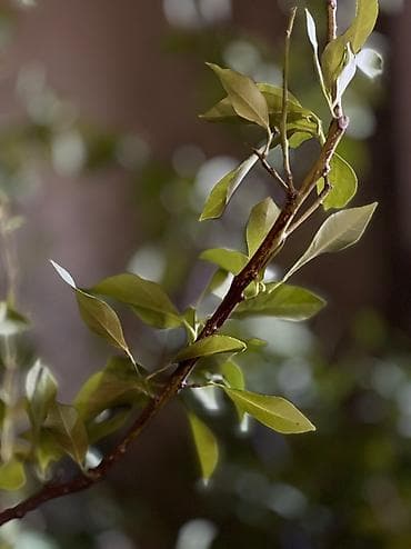 книжная полка бишкек: Дерево Лимон2 м — 4