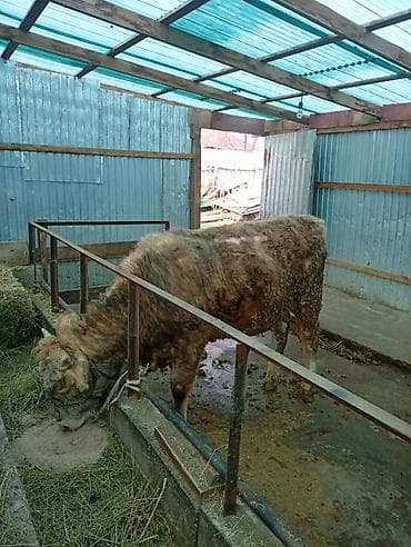 продажа быков: Продаю | Бык (самец) | На откорм | Привязанные — 2