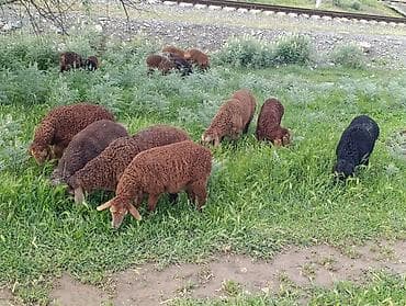 Продам с/х животных: Продаю | Овца (самка), Ягненок, Баран (самец) | Полукровка | Для разведения | Ярка — 8