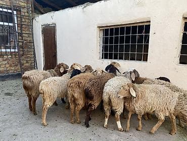 үкү топу: Сатам | Ургаачы кой (ургаачы) | Көбөйтүү үчүн | Токту — 7