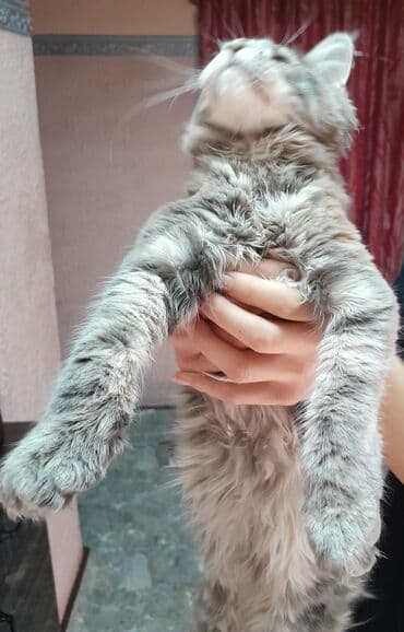 охотничий собак: Мейн-кун, 3 месяца, Девочка, Проглистована — 1