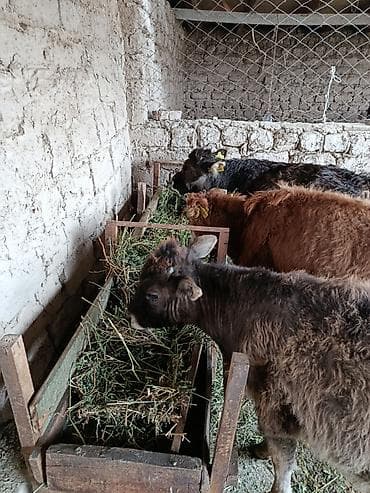 Продаю | Бык (самец), Музоо, торпок