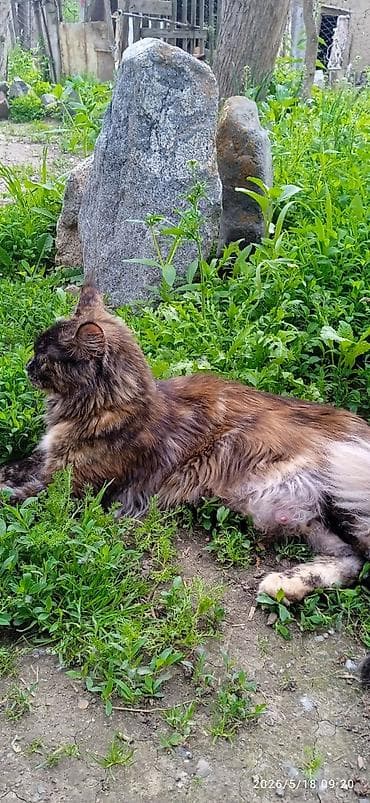 ош котенок: Мейн-кун, 1 год, Девочка, Приучена к лотку, Проглистована — 7