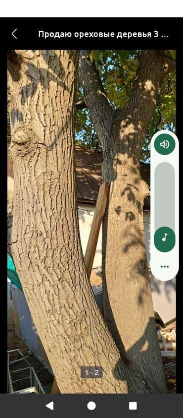 Ореховые деревья (3 шт.) - Порода: грецкий орех - Количество: 3