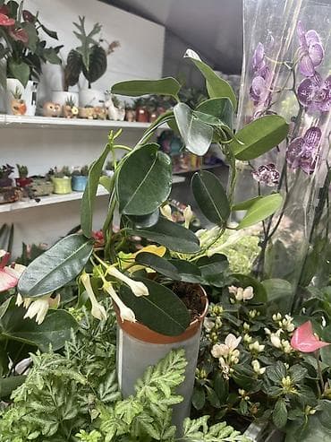 жасмин купить: Стефанотис (Madagascar Jasmine) в горшке. Описание: - Вьющийся — 1